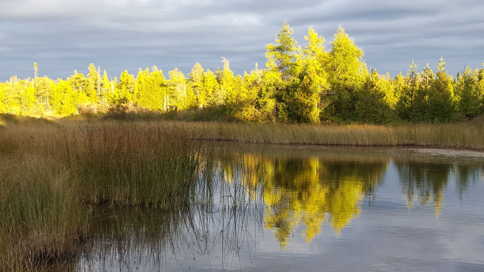 Sunlit yellow trees reflected in a calm marsh at sunset