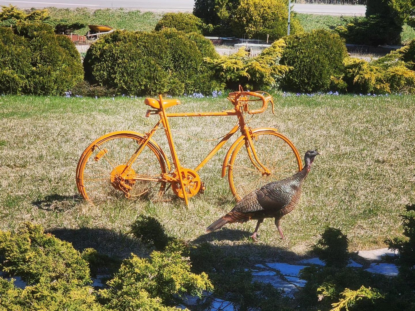 Orange bicycle in a grassy yard with a turkey walking nearby.