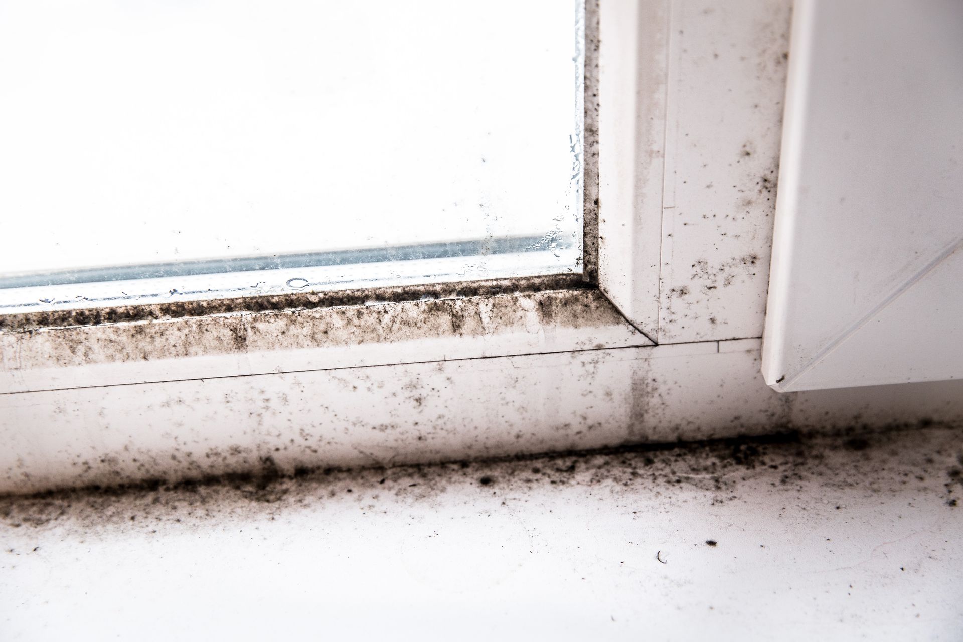 Mold Inspection & Testing