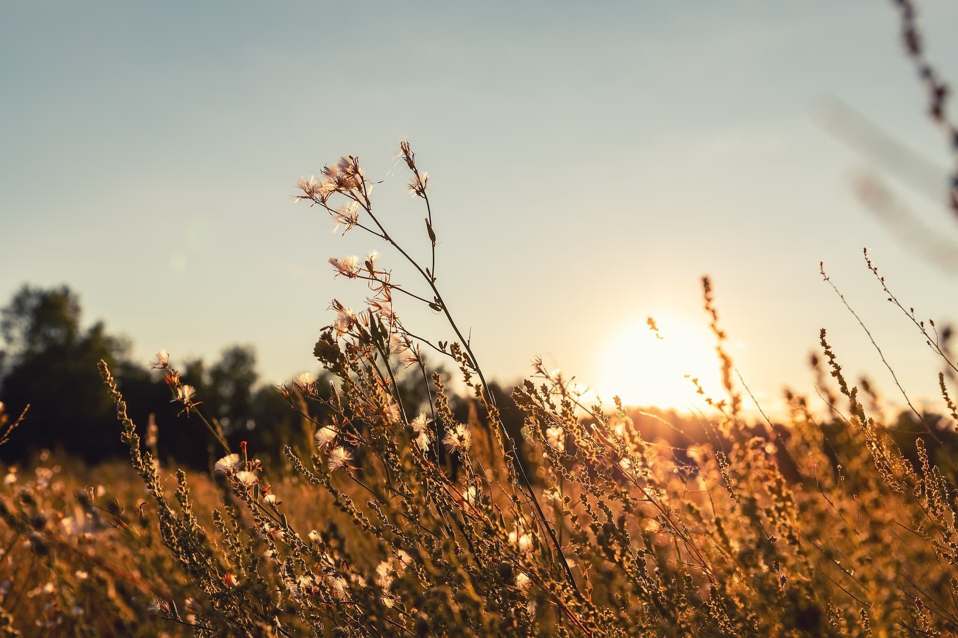 Sunlit wildflowers and tall grass silhouetted against a warm sunset sky
