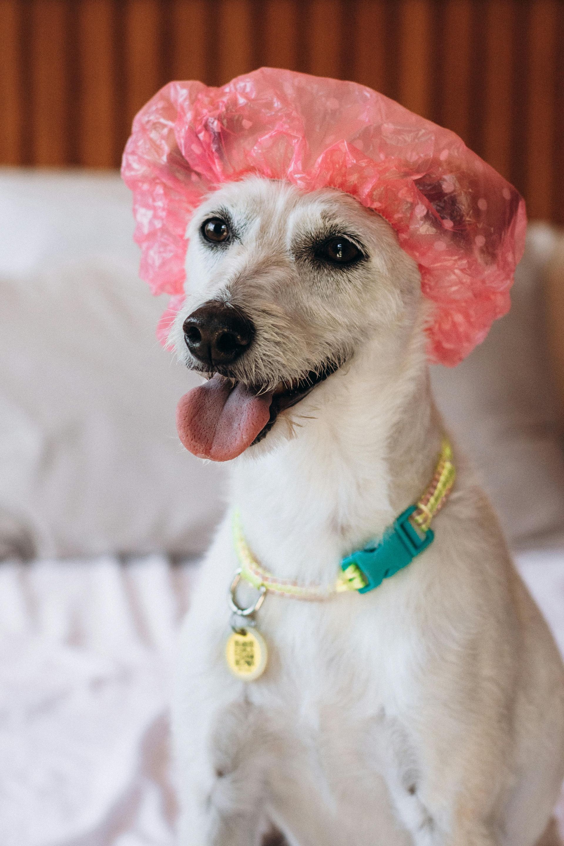 Small white dog wearing a pink shower cap and turquoise collar, sitting and panting on a bed