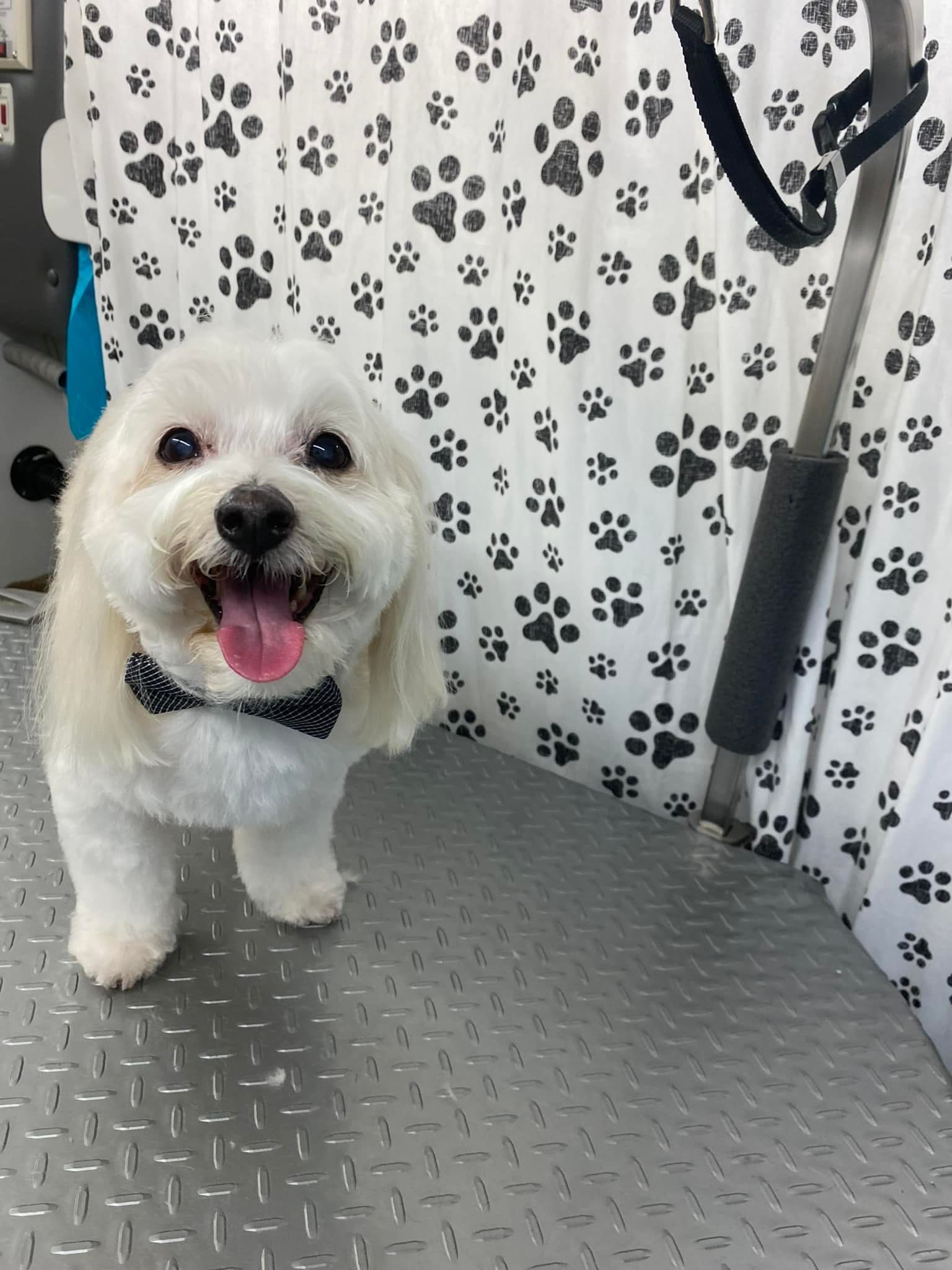 A Groomer's Vision Top Rated Pet Groomer Norfolk, Virginia