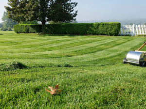 Lawn mower cutting a green lawn near a hedge and white fence on a sunny day