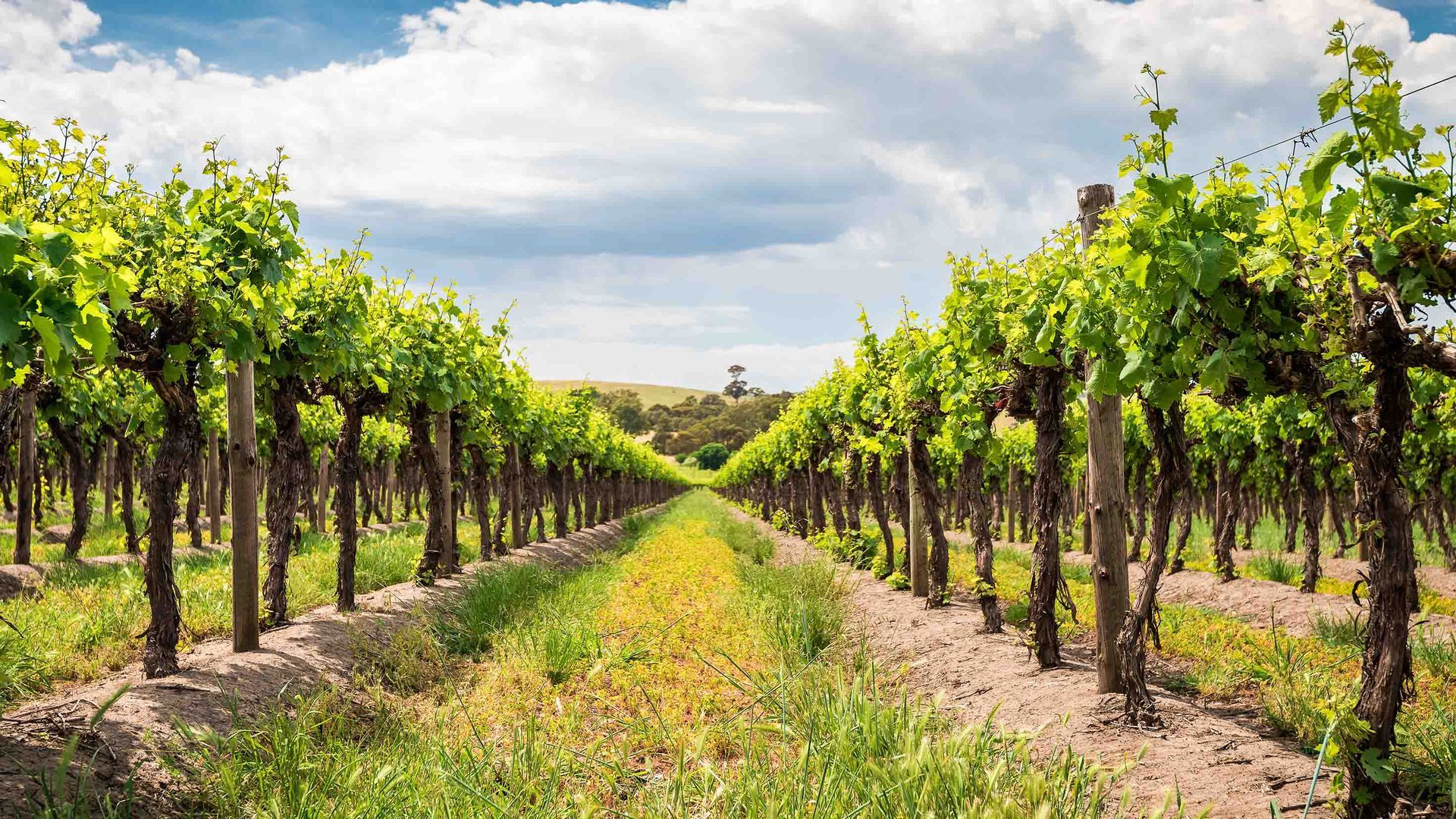 wine grapes growing in Barossa Valley
