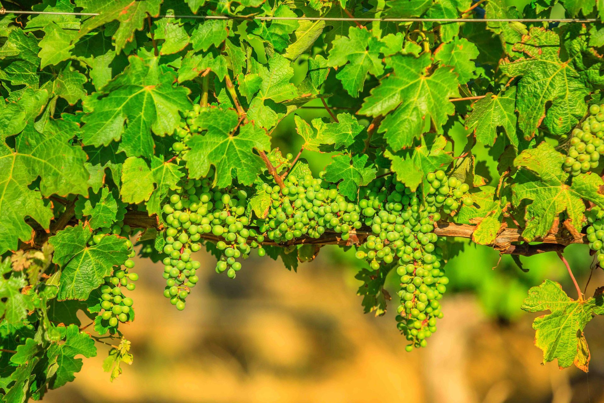 Green grapes hanging on a vine with lush green leaves; outdoors in sunlight.