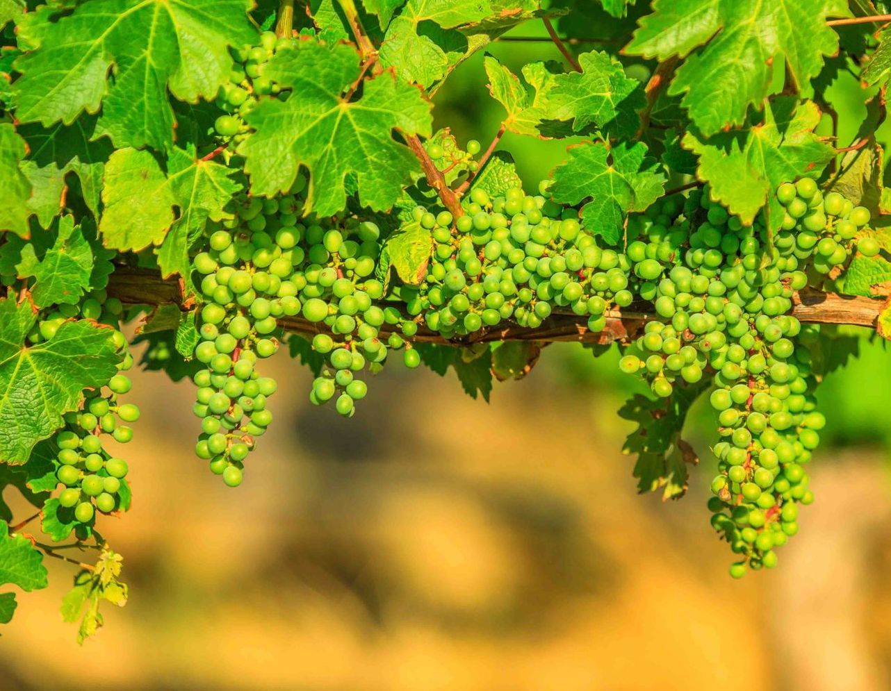 Green grapes hanging on a vine with green leaves; blurred yellow background.