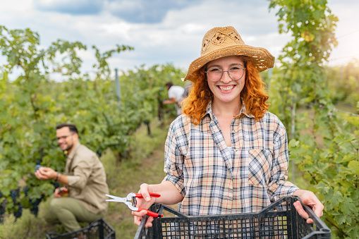 Woman with red hair and straw hat harvests grapes in a vineyard, smiling, holding a crate.