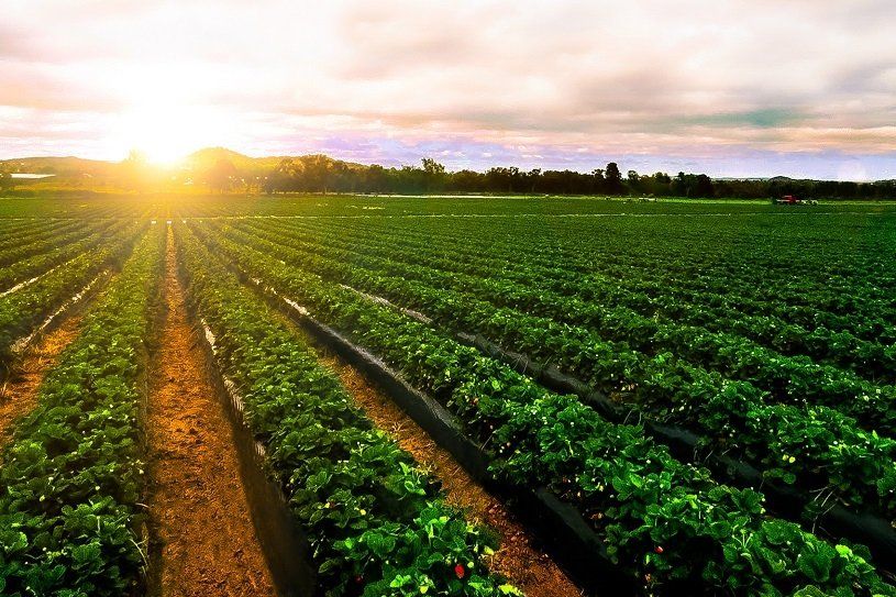 Shot of vineyard