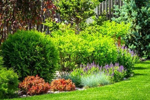 A picture of some large green shrubs in a Leicestershire garden