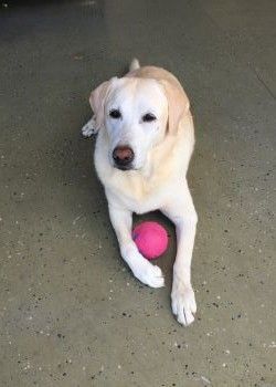 a white dog is laying on the floor next to a pink ball .
