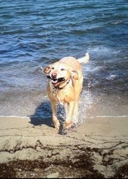 a dog is running out of the water on a beach .