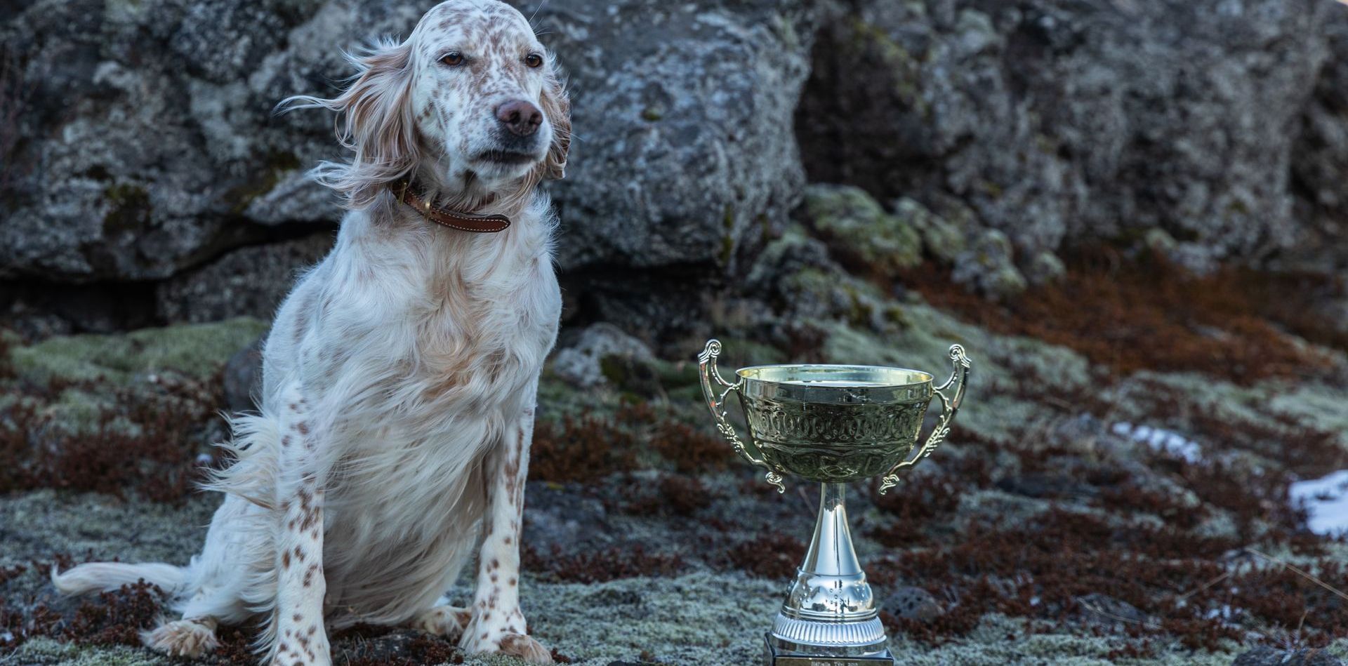 a dog is sitting next to a trophy on the ground .