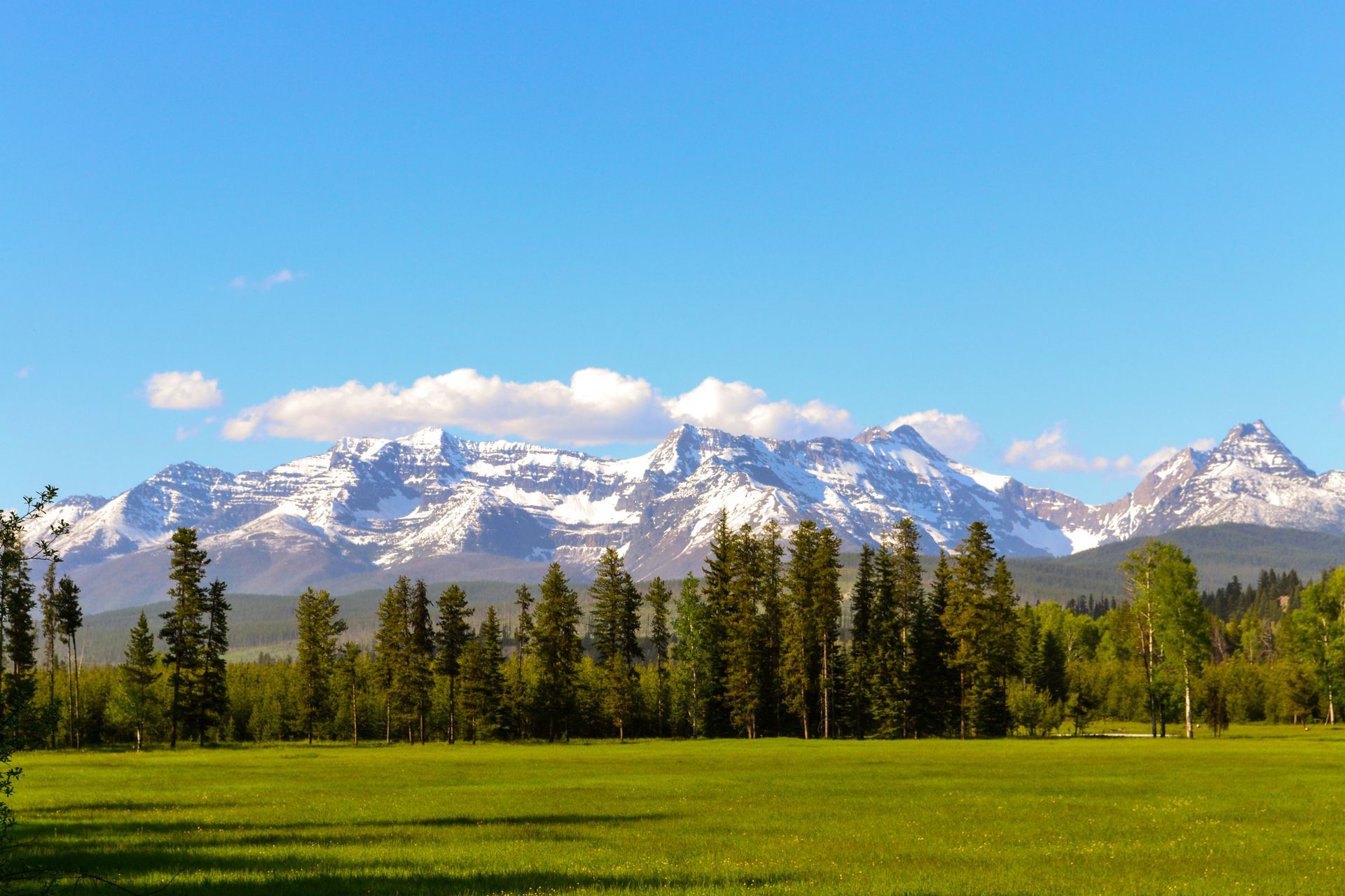 Snowy mountain range beyond pine trees and a green meadow under a bright blue sky