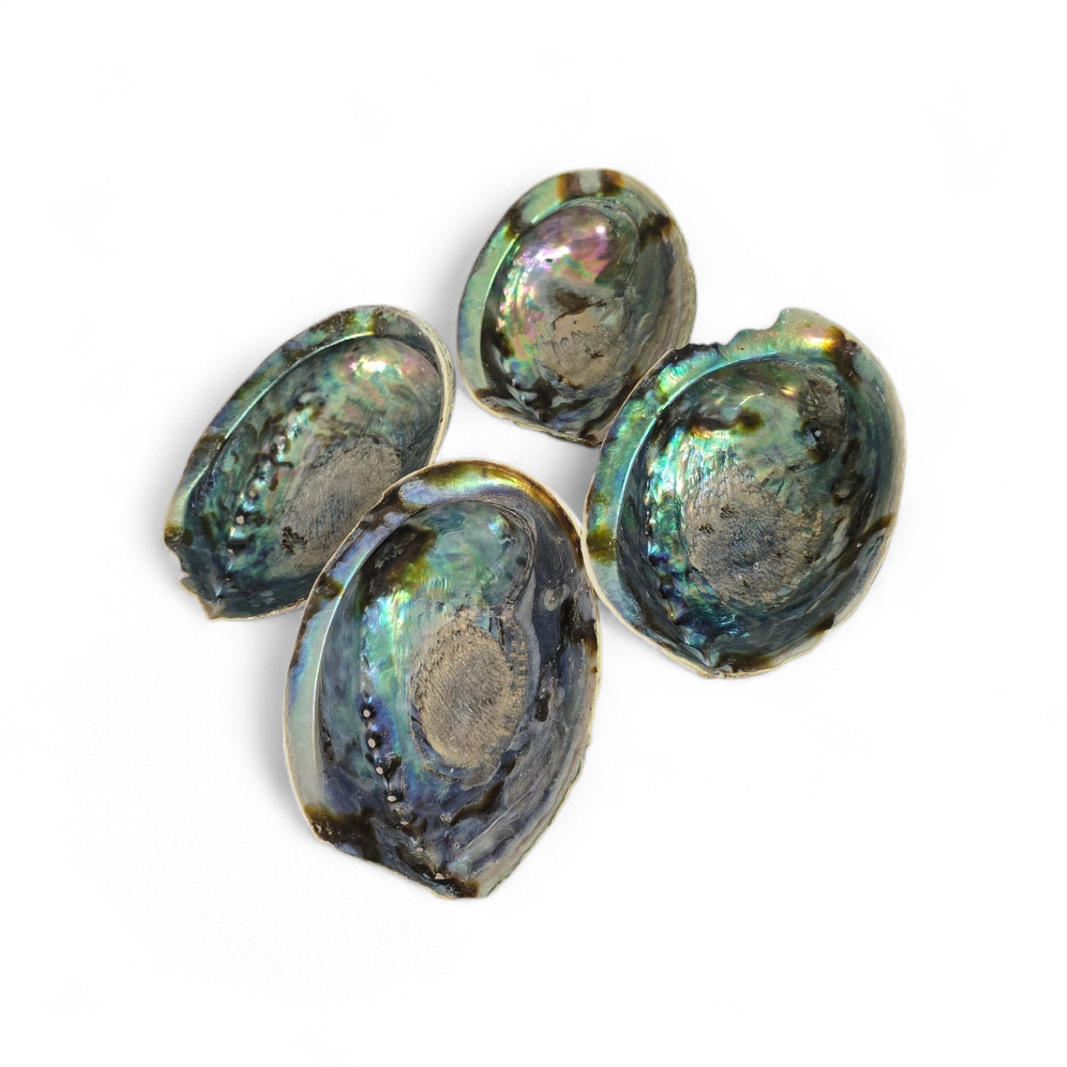 Abaloon Schelp