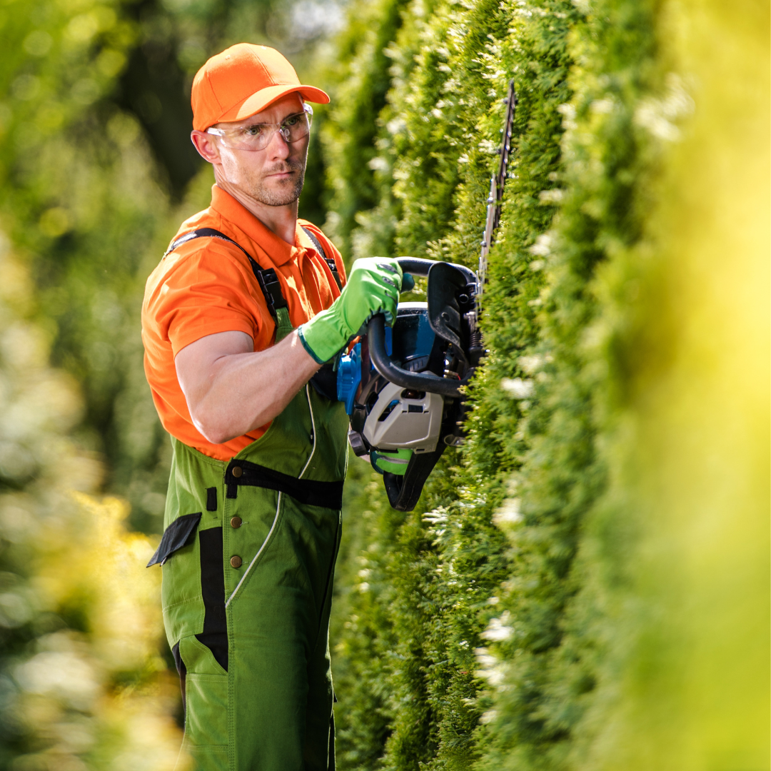 A man is cutting a hedge with a chainsaw.
