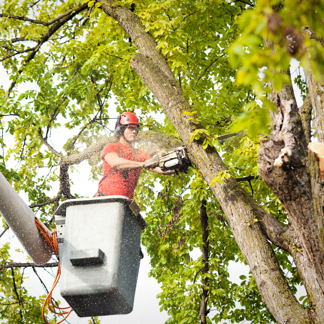 A man in a bucket is cutting a tree with a chainsaw.