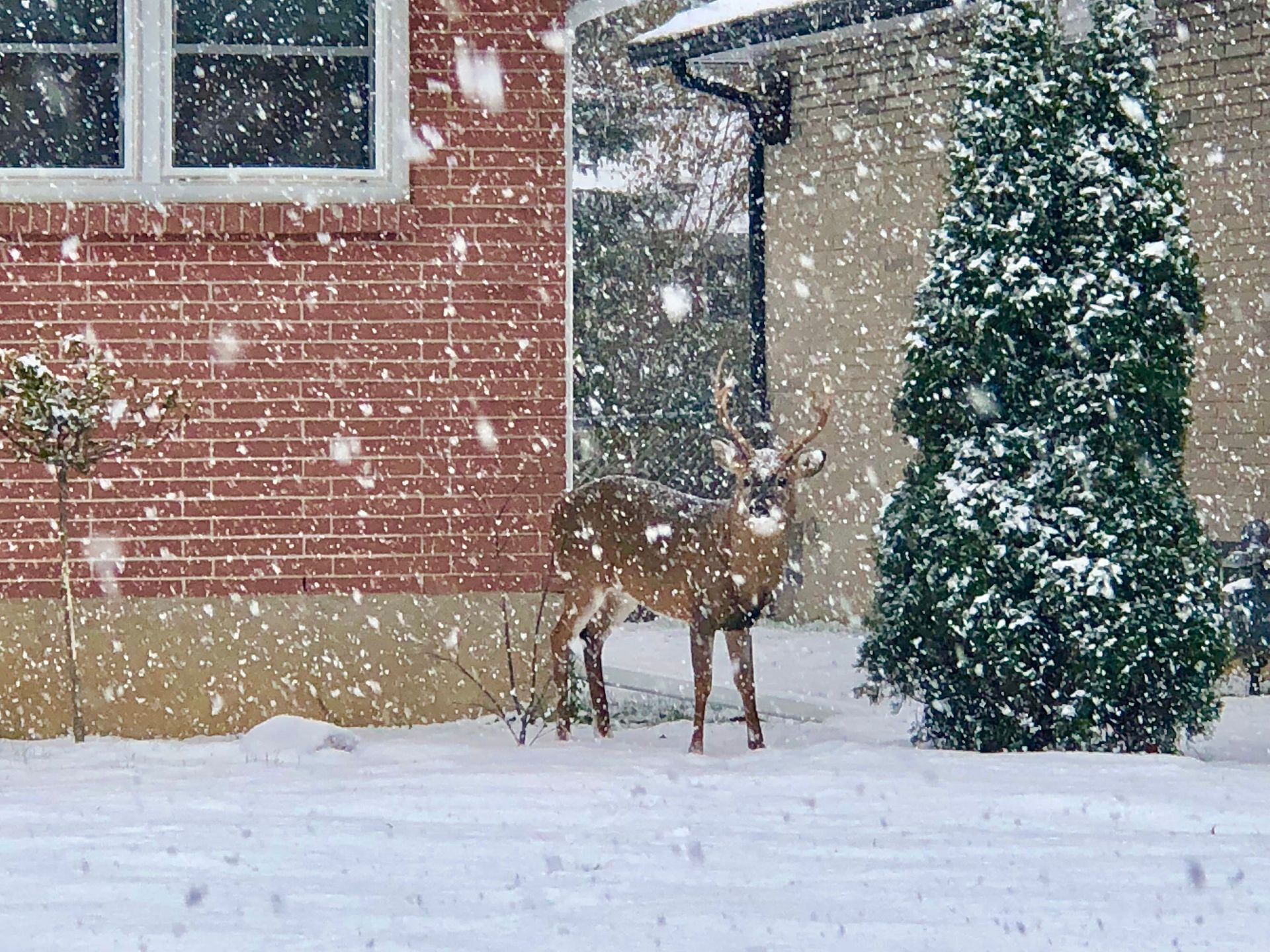 A deer is standing in the snow in front of a house.