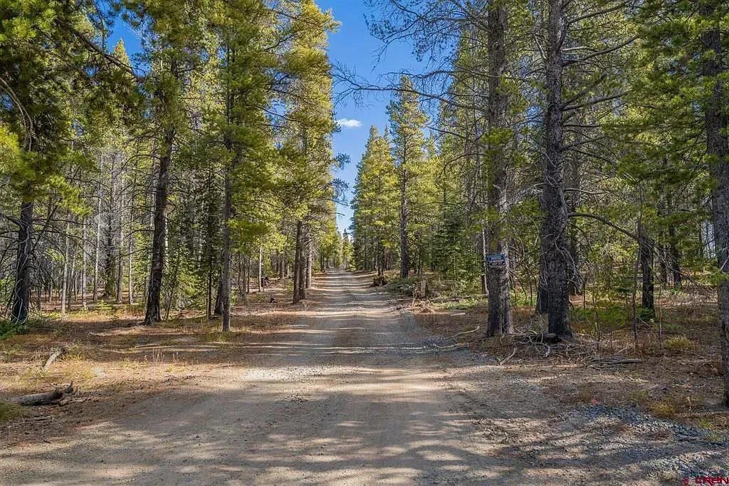 Dirt road through a sunlit forest of tall green and yellow trees under a clear blue sky