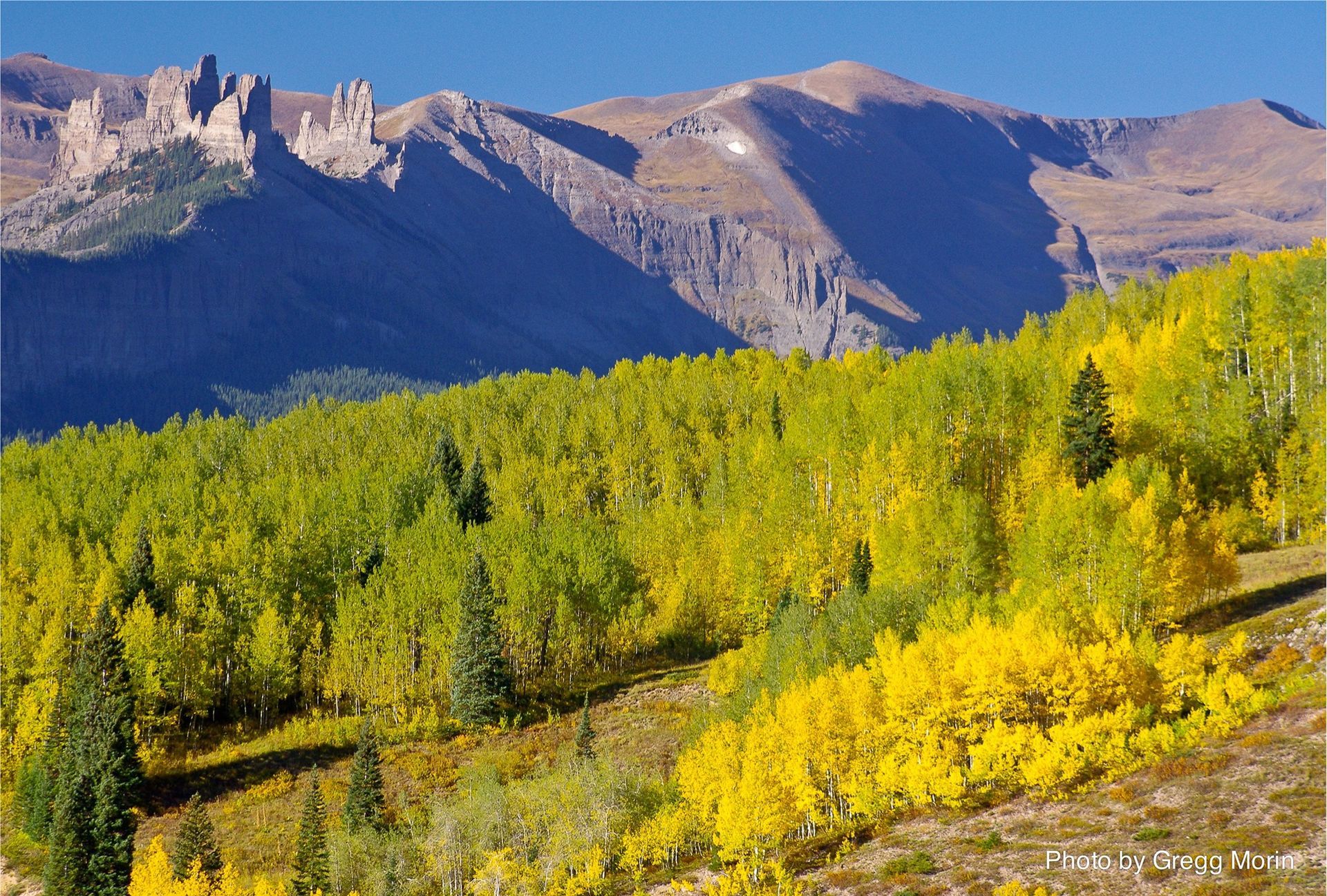 Golden aspen forest below rugged mountains under a clear sky