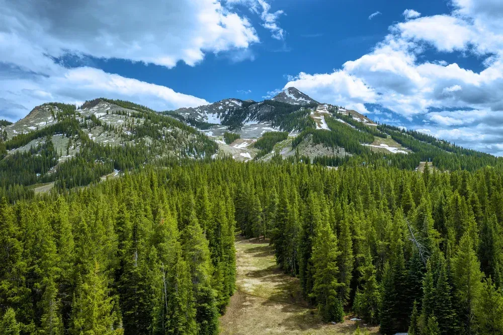 Mountain peak above a dense green pine forest under a bright blue sky with clouds