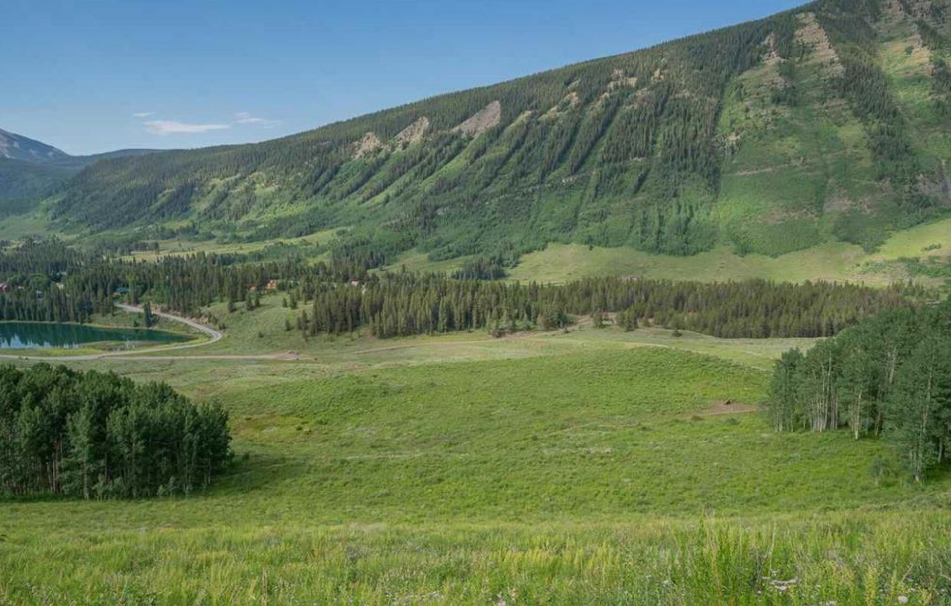 Green valley with wildflowers, pine trees, and a mountain slope under a clear sky