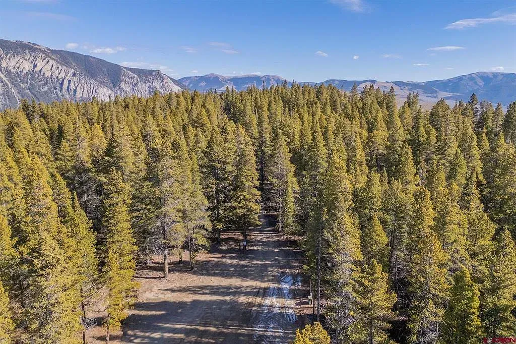 Snow-dusted pine forest with mountains in the background under a clear blue sky