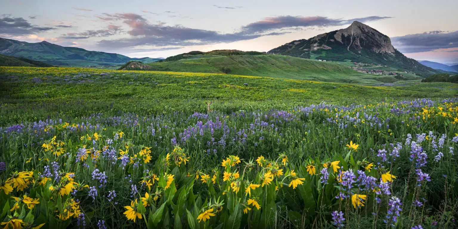 Wildflower meadow with yellow and purple blooms beneath green hills and a distant mountain at sunset