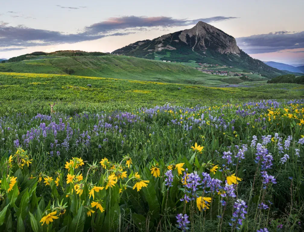 Wildflower meadow with purple and yellow blooms before a rocky mountain under a cloudy sky