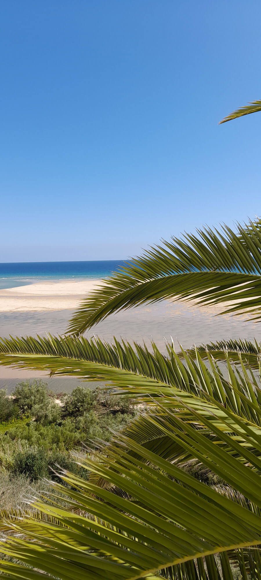 Im Vordergrund ist eine Palme und im Hintergrund ein Strand an der Algarve