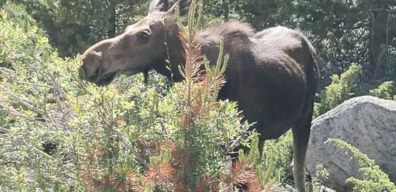 Cambridge Sales  Colorado Moose 