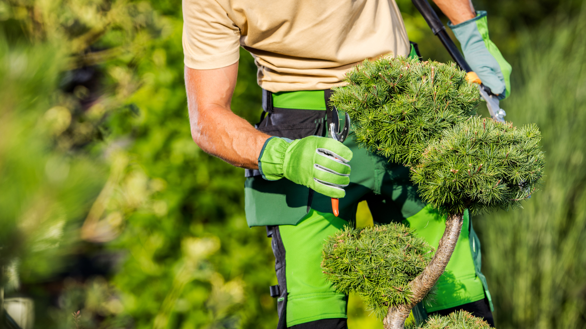 Gardener pruning a small, rounded tree with green shears, wearing gloves and green work clothes outside.