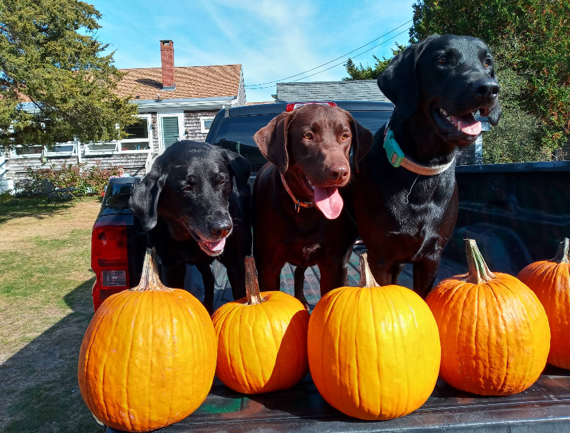 Three dogs in truck bed with pumpkins, happy expressions. Brown, and two black Labs, sunny day.