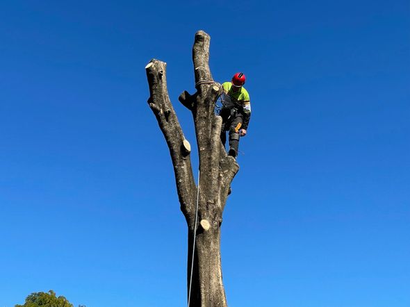 tree loppers sydney