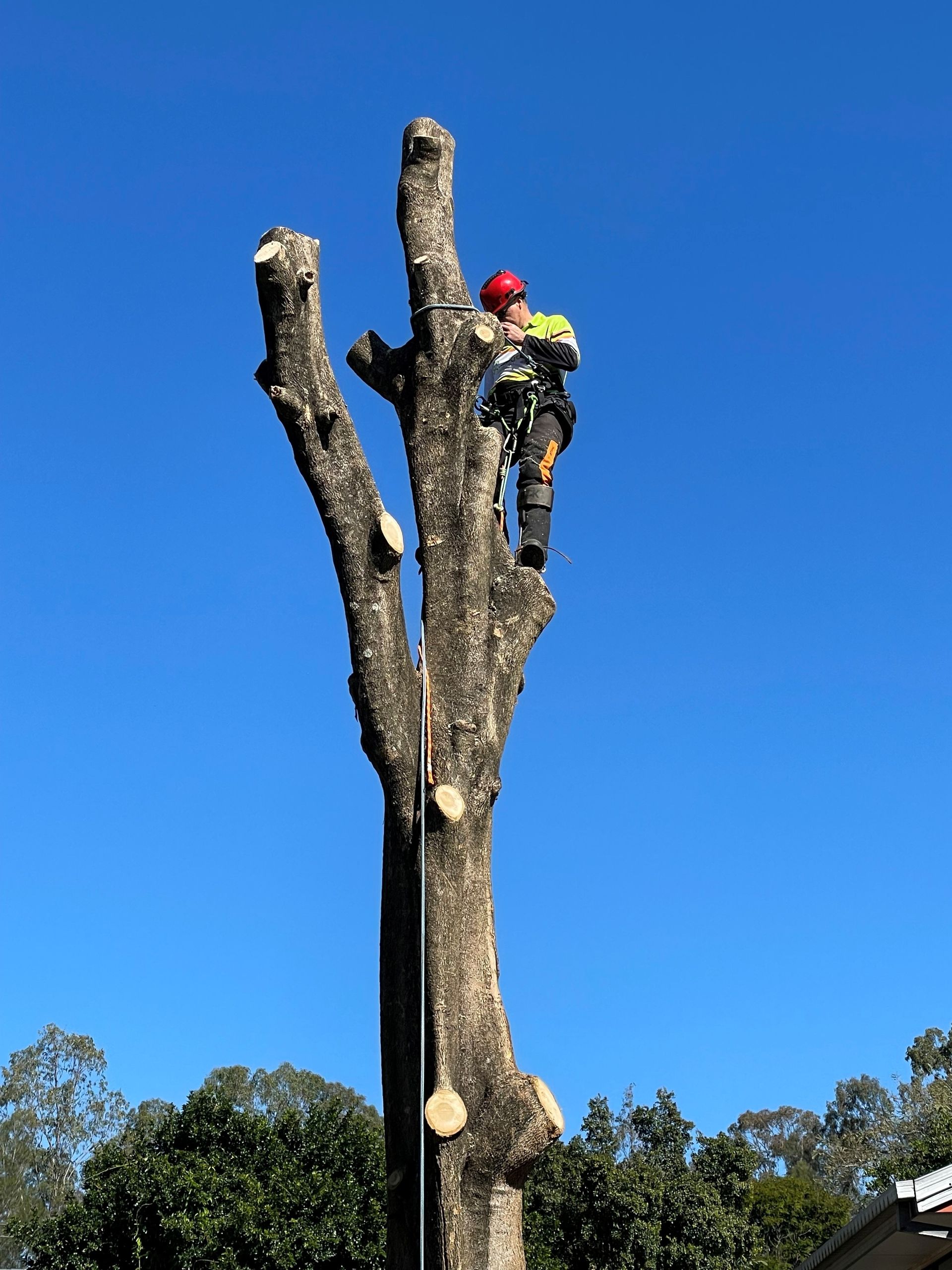 Tree Lopping in Liverpool by Treepeeps Sydney arborist liverpool nsw