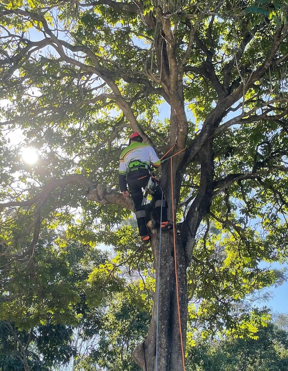 Tree Lopping in Liverpool Sydney by Treepeeps Sydney tree loppers liverpool sydney