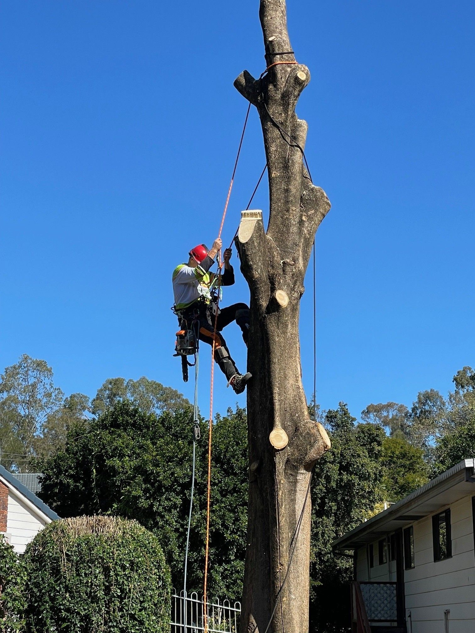 Tree Services in Liverpool by Treepeeps Sydney tree removal liverpool