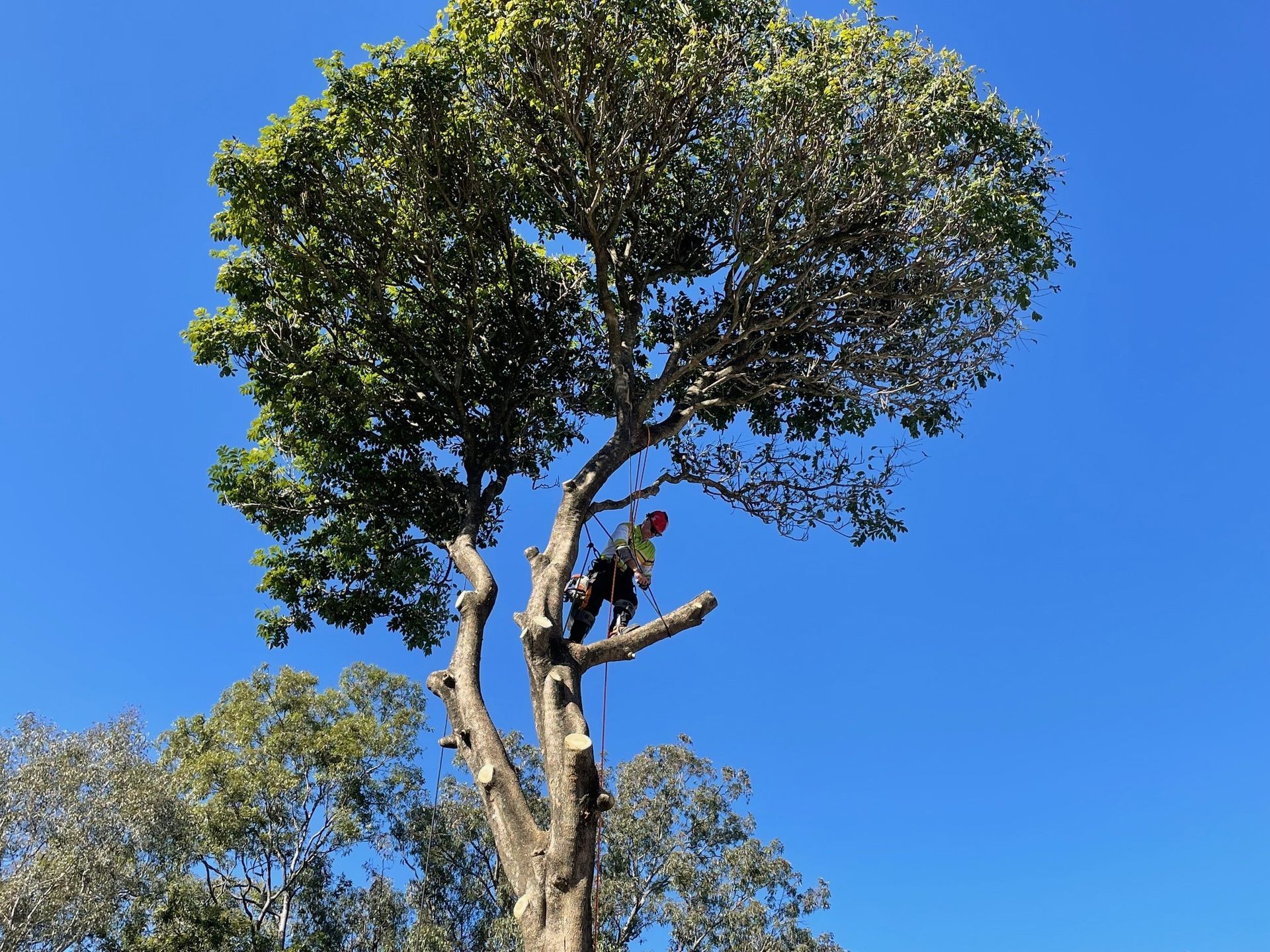 tree removal guildford