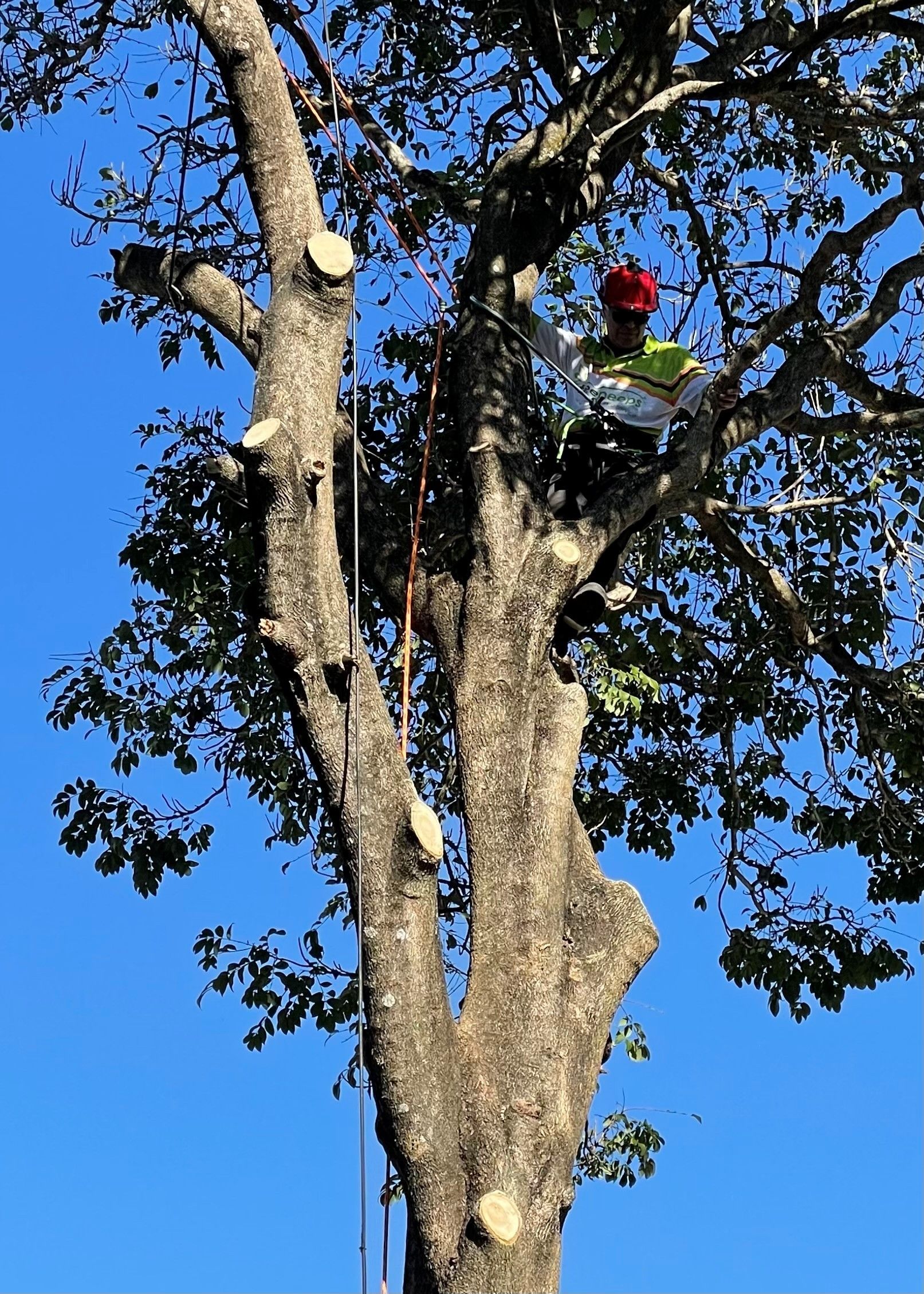 tree services guildford