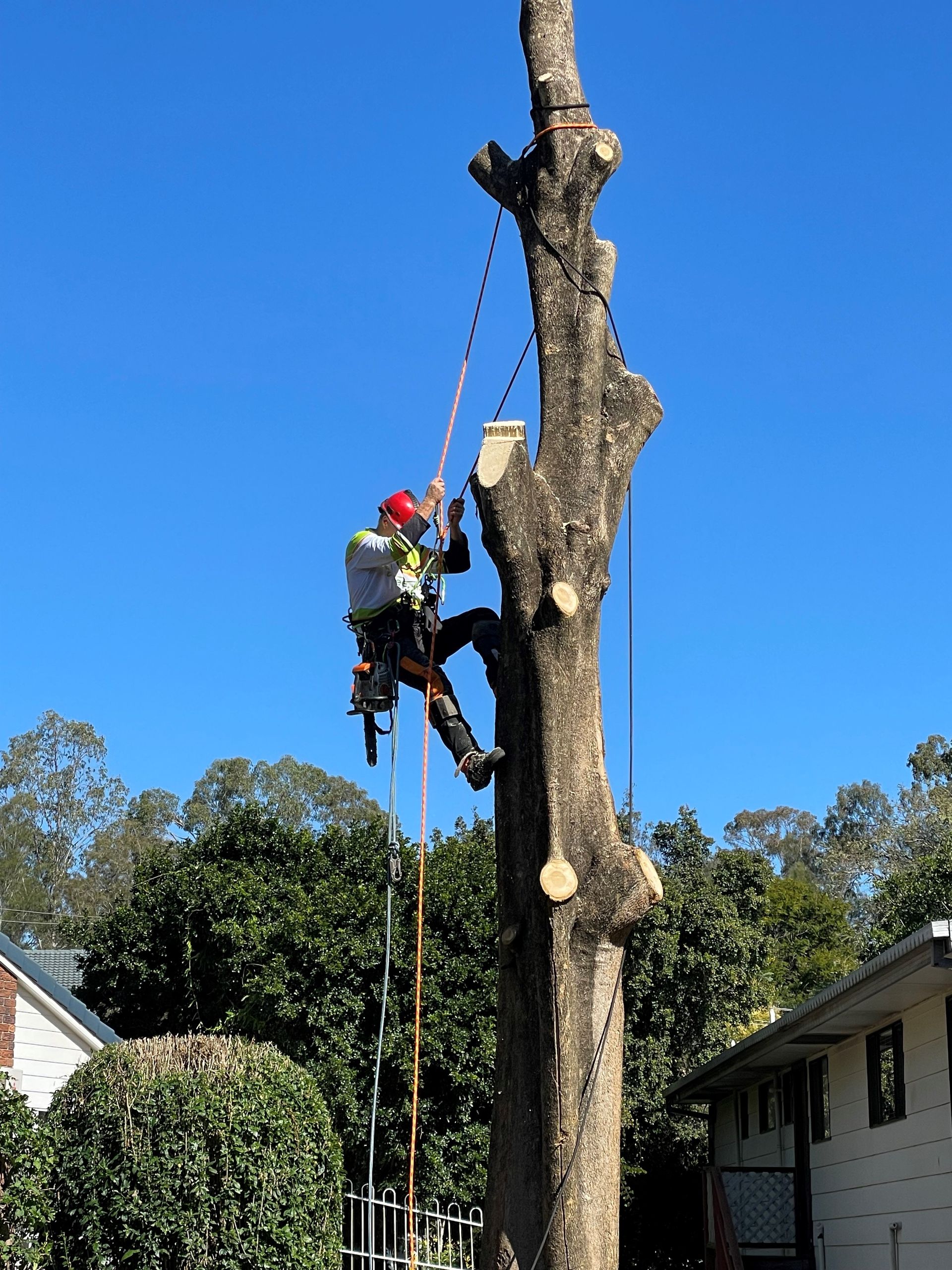 tree removal