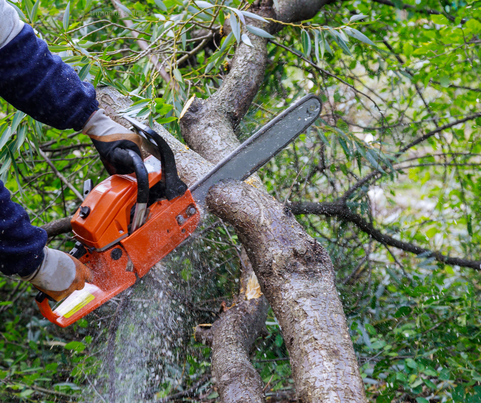 tree trimming sydney