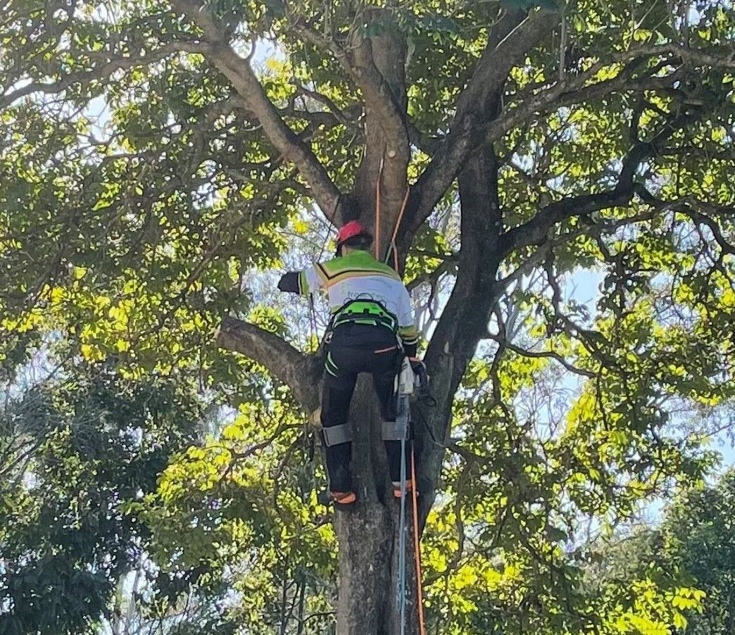 Tree Lopping Sydney