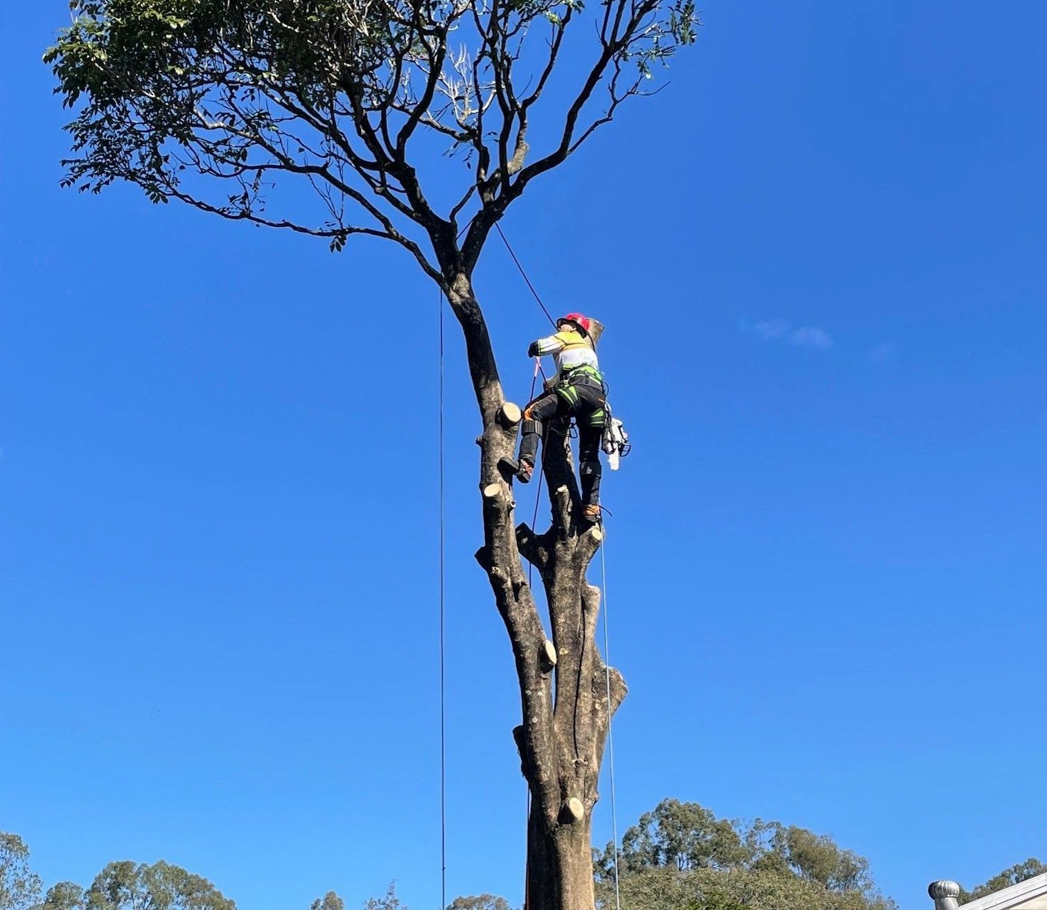 tree removal sydney