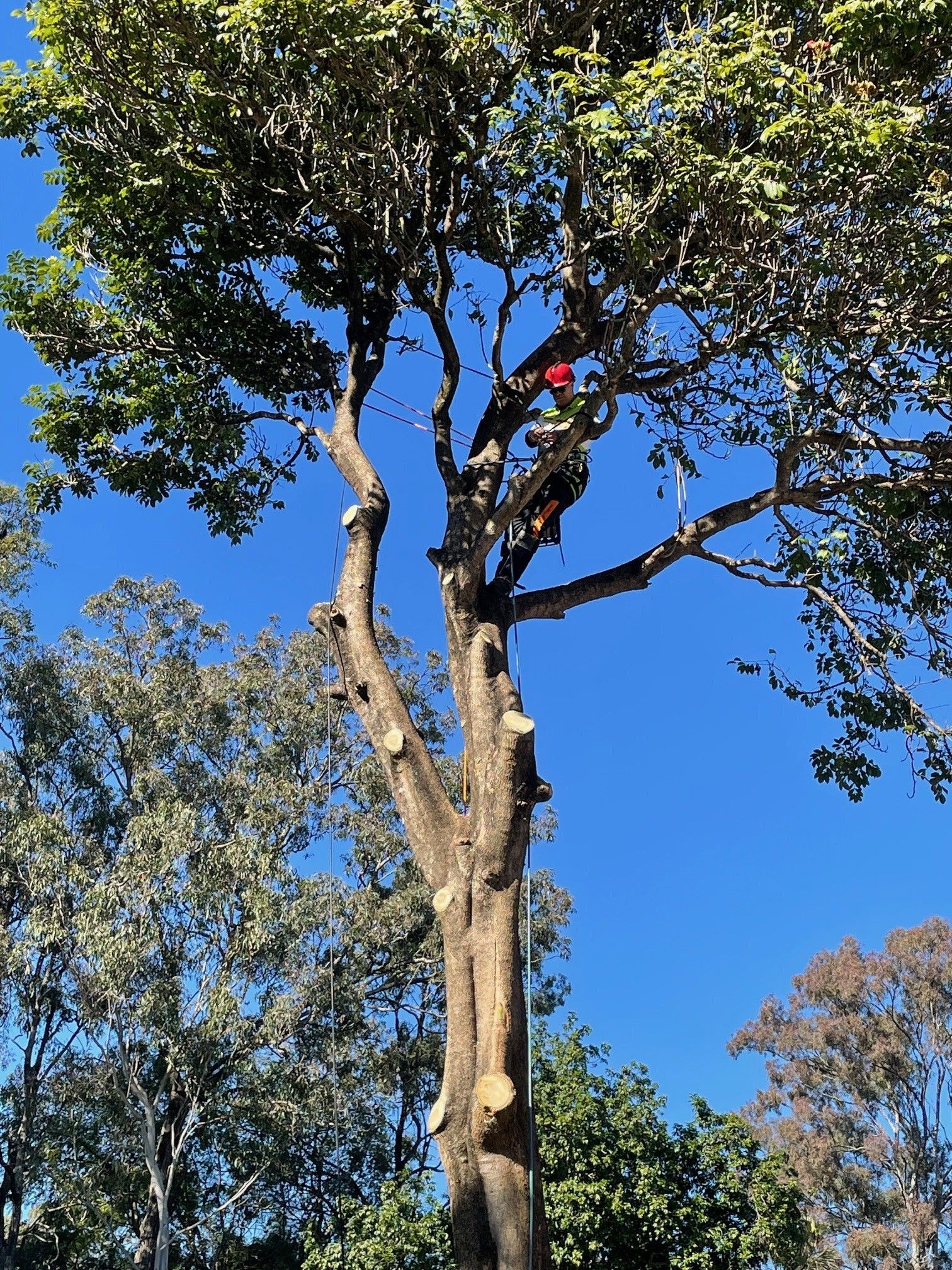 Tree Removal Inner West Sydney | Qualified Arborist & Tree Lopping