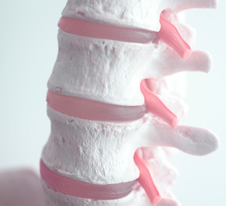 Spine Model