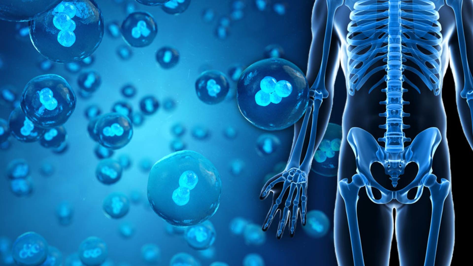 Blue medical illustration of a human skeleton beside floating virus-like cells