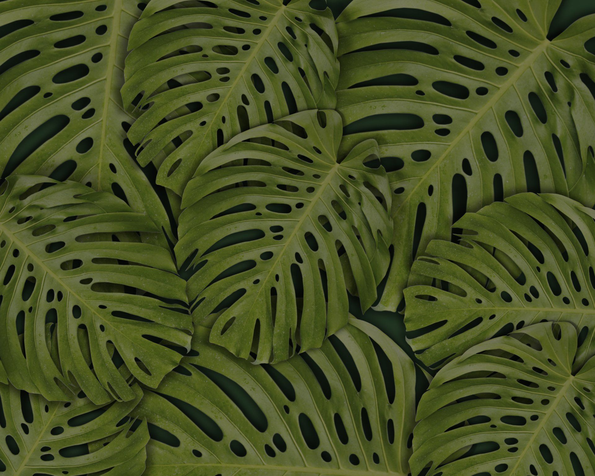 A bunch of green leaves with black spots on them
