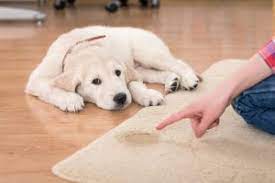 Pet Stain & Odor Removal, pet treatment, Olympia, Lacey, Yelm, Tumwater, Rainier, Roy and all surrounding areas.