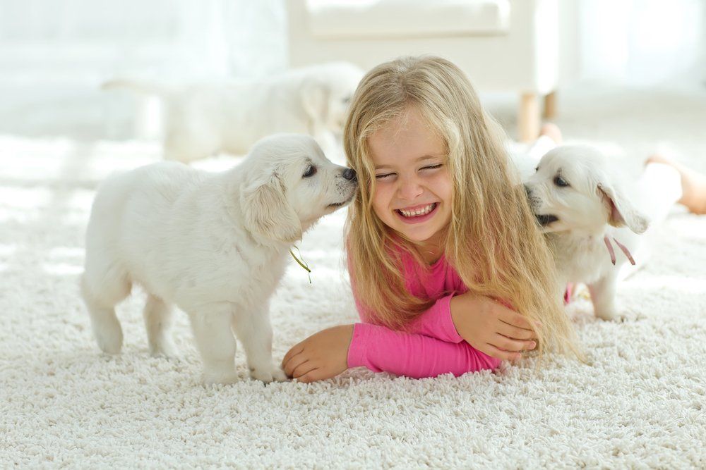 commercial cleaning, janitorial cleaning, maid services, home cleaning, steam carpet cleaning, office cleaning, Olympia, Lacey, Yelm, Tumwater, Rainier, Roy and all surrounding areas.