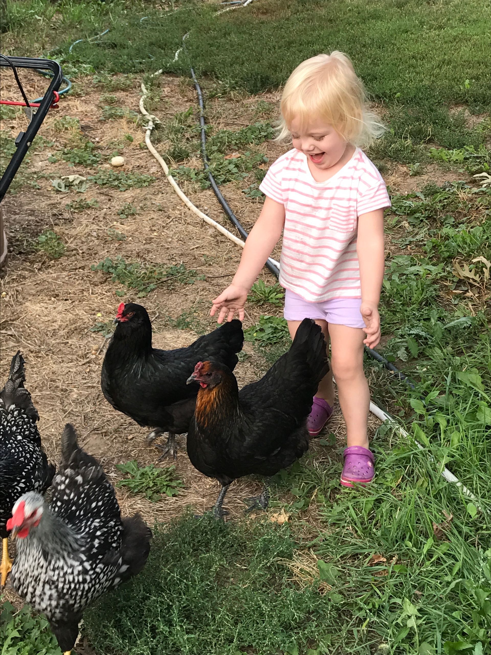 Farm Fresh Eggs