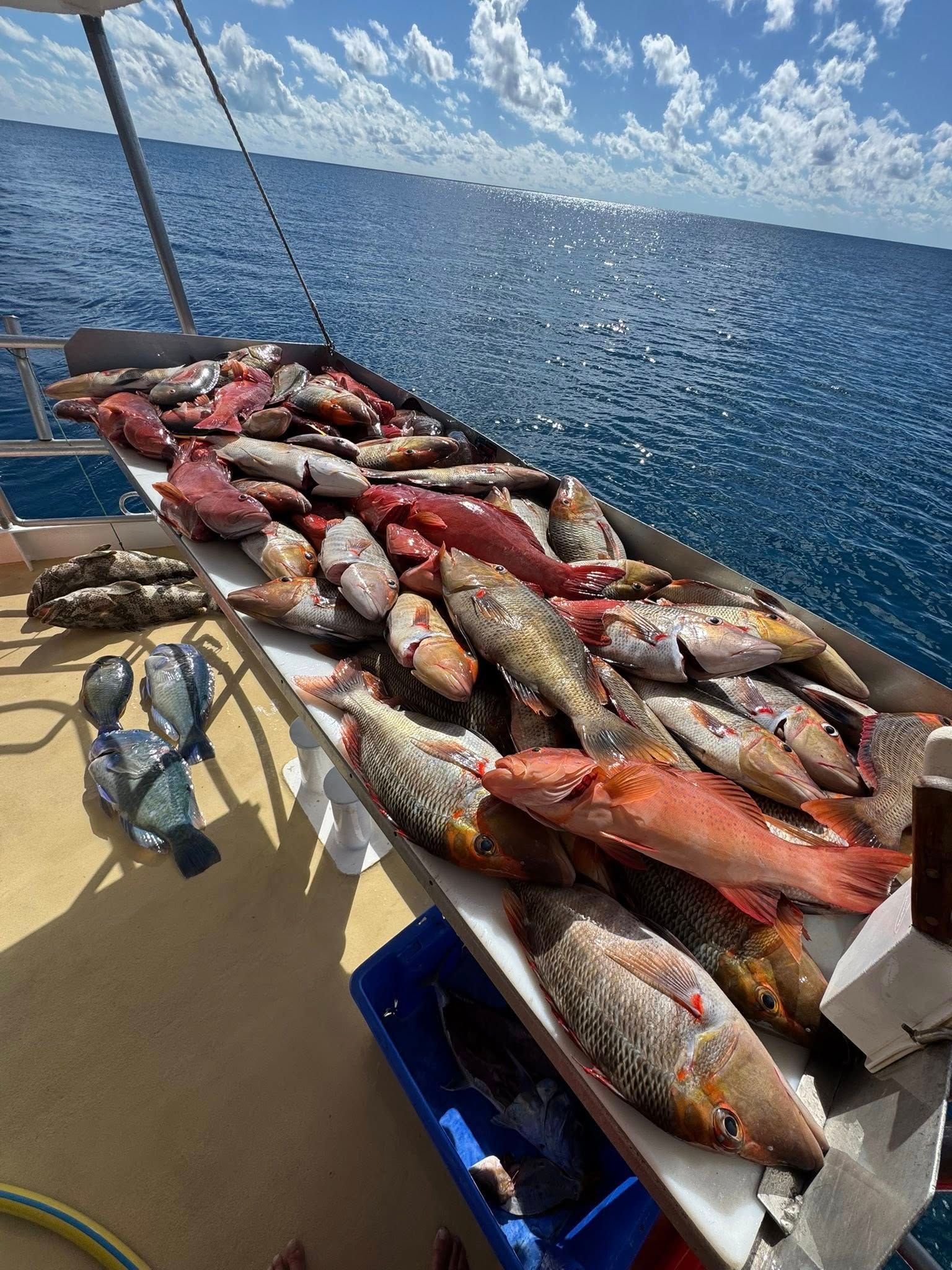 A large catch of various reef fish arranged on a cleaning table aboard a boat on the open ocean.